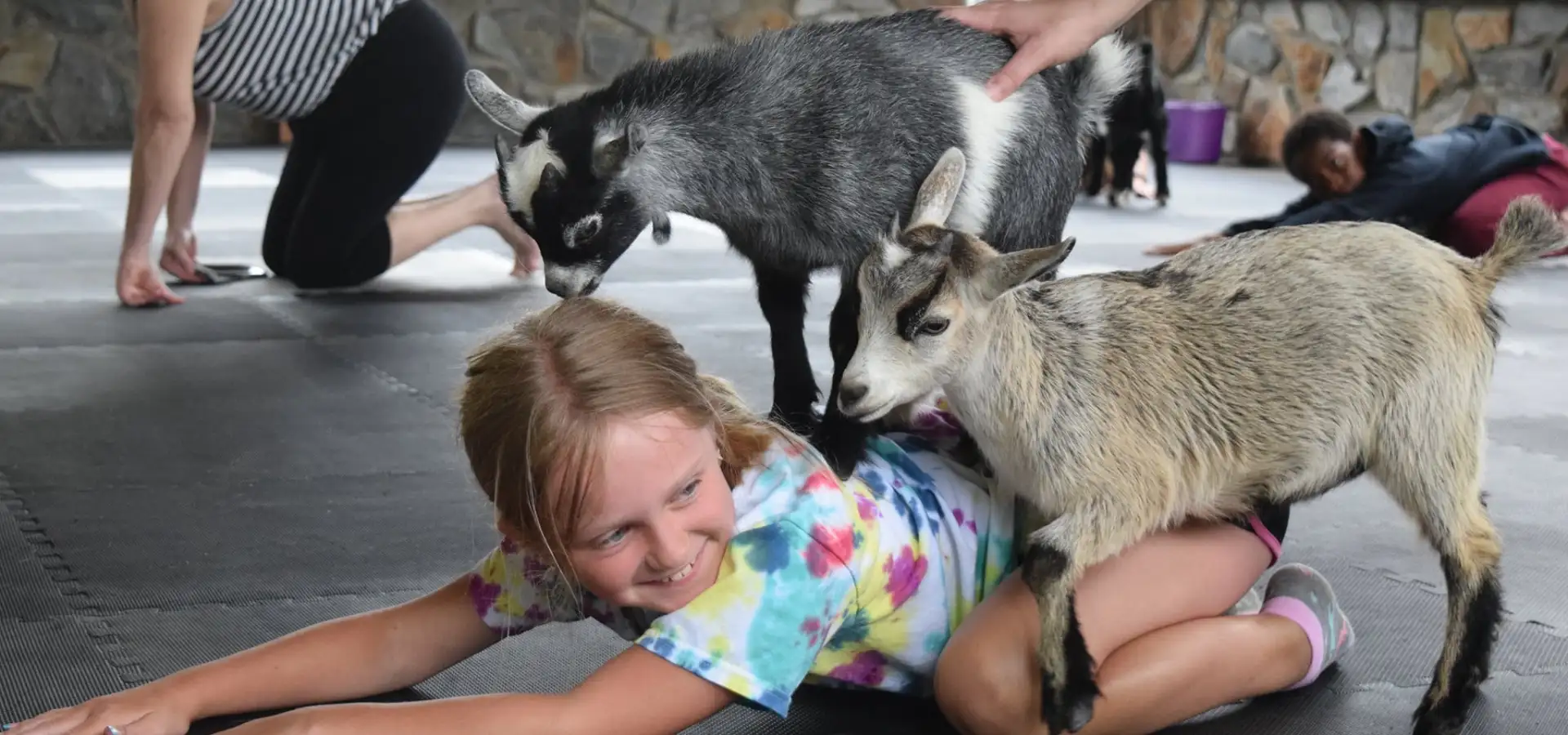 Child doing goat yoga with baby goats at The Amish Farm and House in Lancaster PA