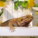 Bearded dragon lizard at That Fish Place pet store in Lancaster PA