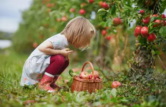 Young girl picking apples on a Lancaster PA farm, fun on the farm family activity