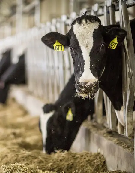 Holstein dairy cows in the barn on a group farm tour at Kreider Farms in Lancaster County PA