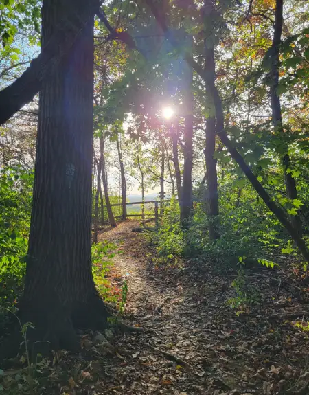 Sunlit wooded hiking trail through forest in Lancaster County PA