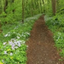 Wooded hiking trail with wildflowers in Lancaster County PA