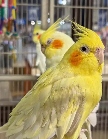 Cockatiels at That Fish Place That Pet Place pet store in Lancaster PA
