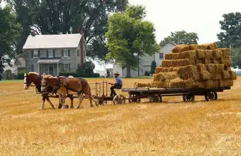 Amish horse-drawn wagon hauling hay bales on a Lancaster County PA farm