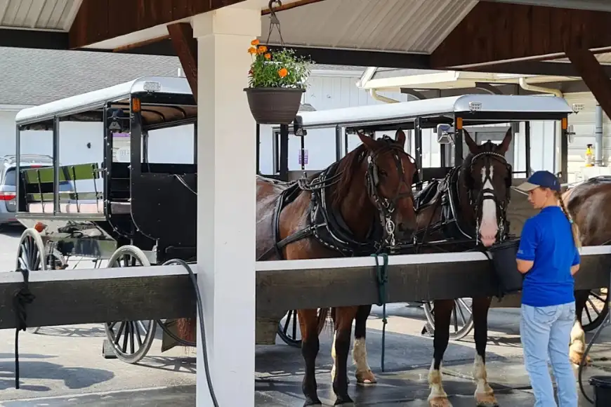 Horses being fed before an Amish buggy ride at AAA Buggy Rides in Intercourse PA