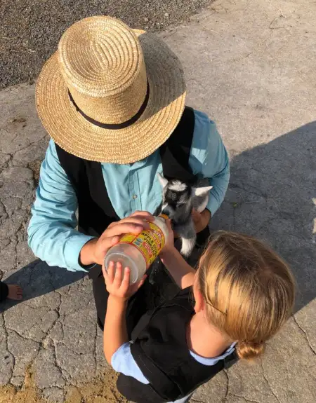Amish farmer and child bottle feeding a baby goat at Old Windmill Farm in Lancaster PA