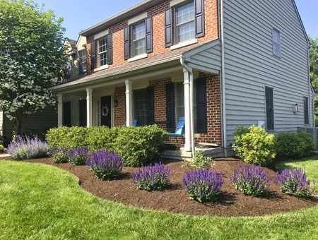 Front yard landscaping with purple salvia flower beds and mulched garden borders by Esh Lawncare in Lancaster PA