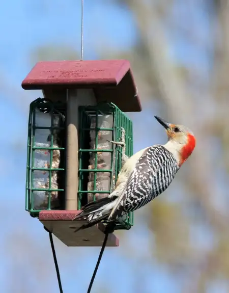 Red bellied woodpecker on hanging bird feeder available at Amish Toy Box online in Lancaster County PA