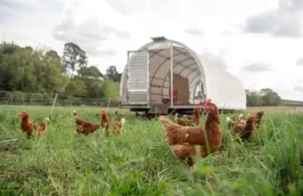 Free range chickens on pasture at Happy Farmer pet and livestock supply in Lancaster County PA