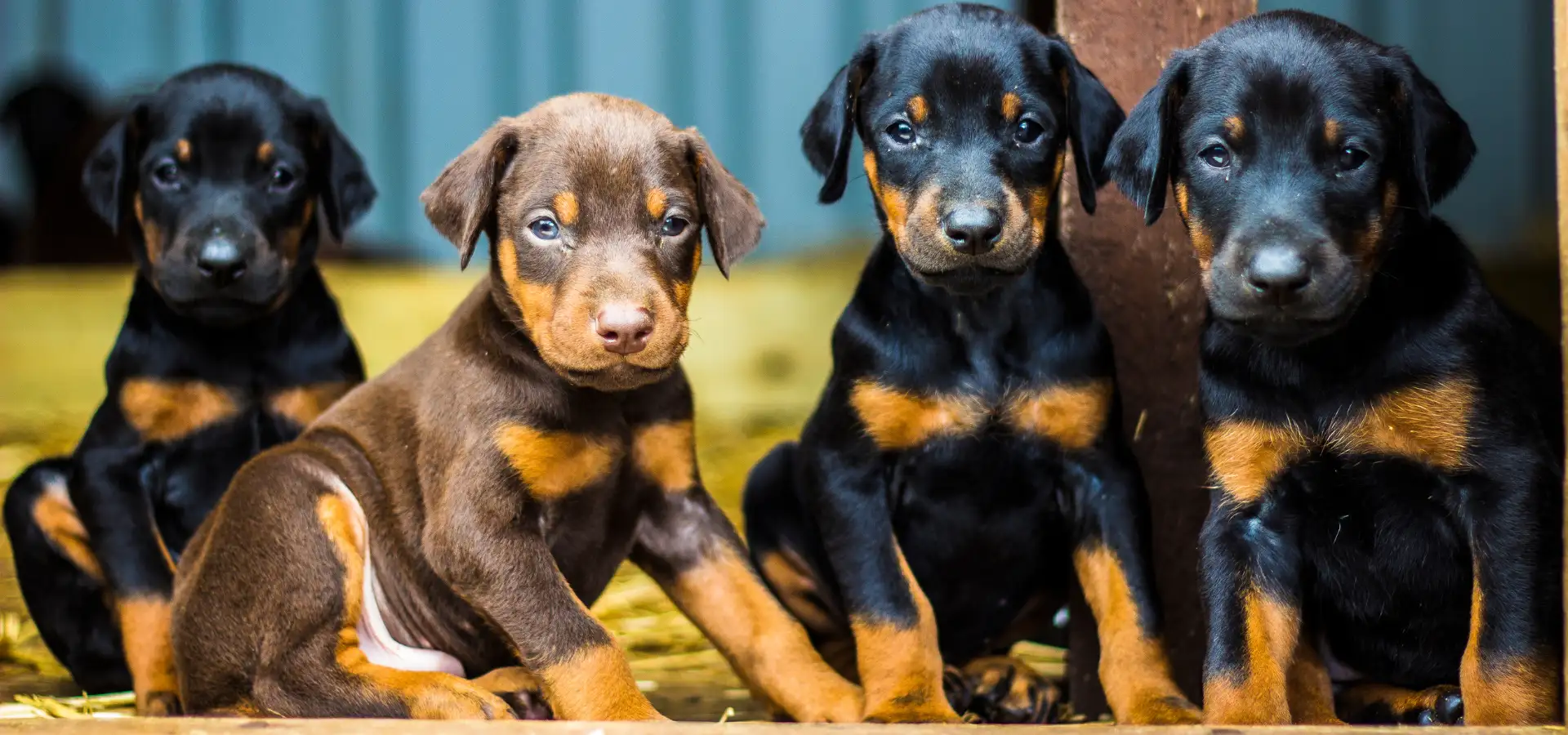 Doberman Pinscher puppies for sale at Keystone Puppies in Lancaster County PA