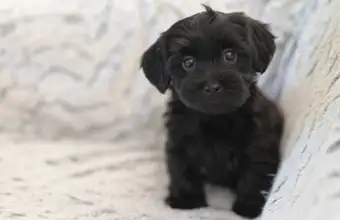 Black Yorkipoo puppy for sale in Lancaster PA