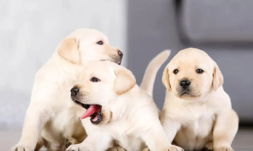 Three yellow Labrador puppies for sale at RM Labrador in Lancaster PA