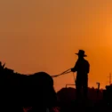Amish farmer silhouette with horse at sunset in Lancaster PA countryside