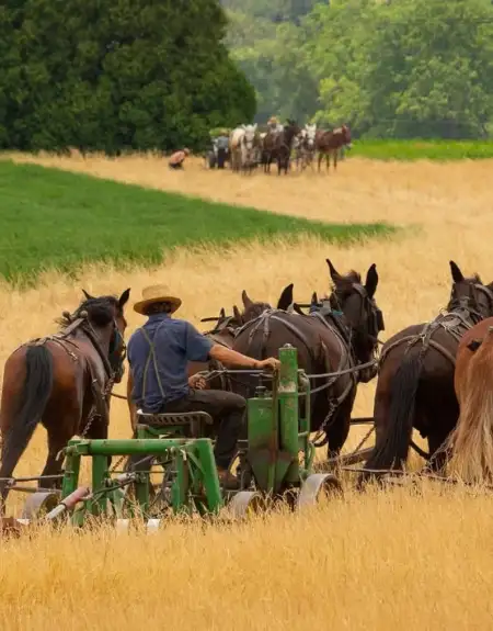 Amish farmer harvesting wheat with horse-drawn team in Lancaster PA countryside