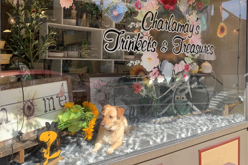 Dog resting in Charlamay's Trinkets and Treasures storefront window display, Lancaster PA boutique