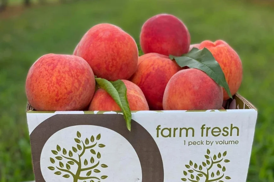 Farm fresh peaches in a branded peck box at Cherry Hill Orchards Lancaster PA