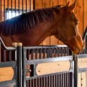 Horse looking out from a custom stall built by JE Grill in a Lancaster County PA barn