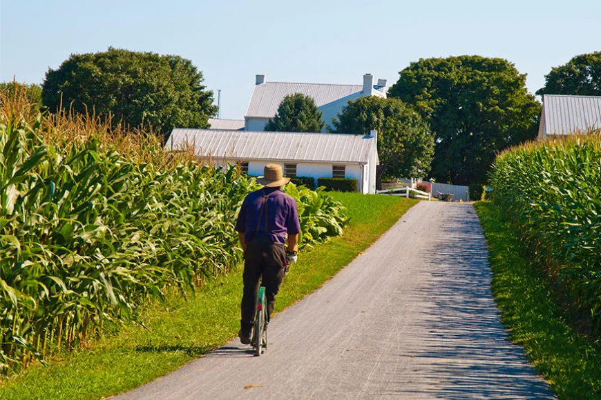 Amish man walking scooter past cornfields on Backroads Bus Tour in Lancaster County, Pennsylvania