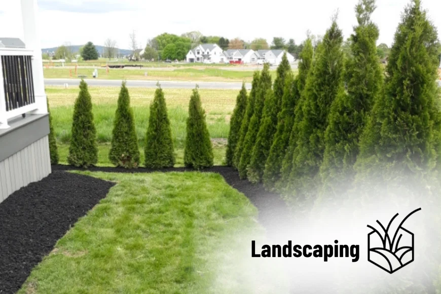 Row of arborvitae privacy trees planted by Heemer's Lawn Care landscaping in Lancaster County, Pennsylvania