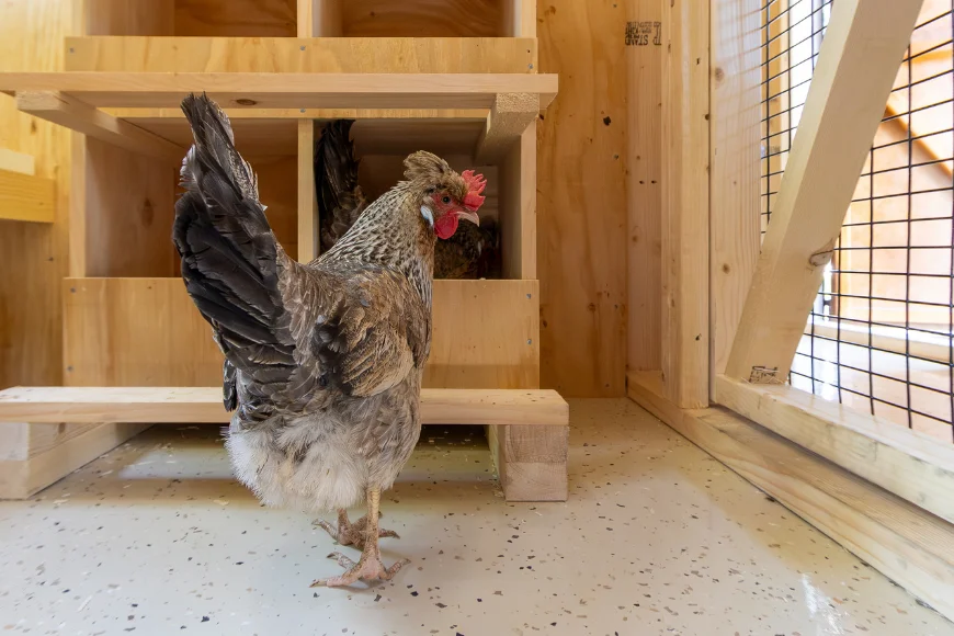 Chicken standing inside a wooden nesting box coop from The Hen House Collection in Lancaster PA