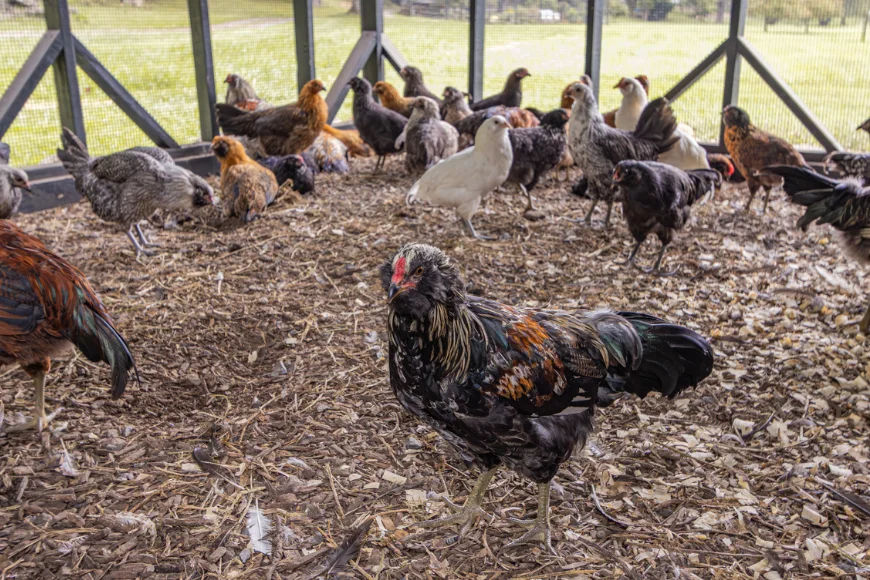 Mixed breed chicken flock in an outdoor run from The Hen House Collection in Lancaster PA