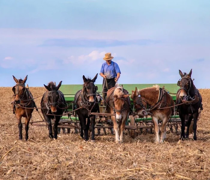 Farmer driving a team of mules pulling farm equipment through a field, home page hero from amish farm and house image for LancasterPA.com