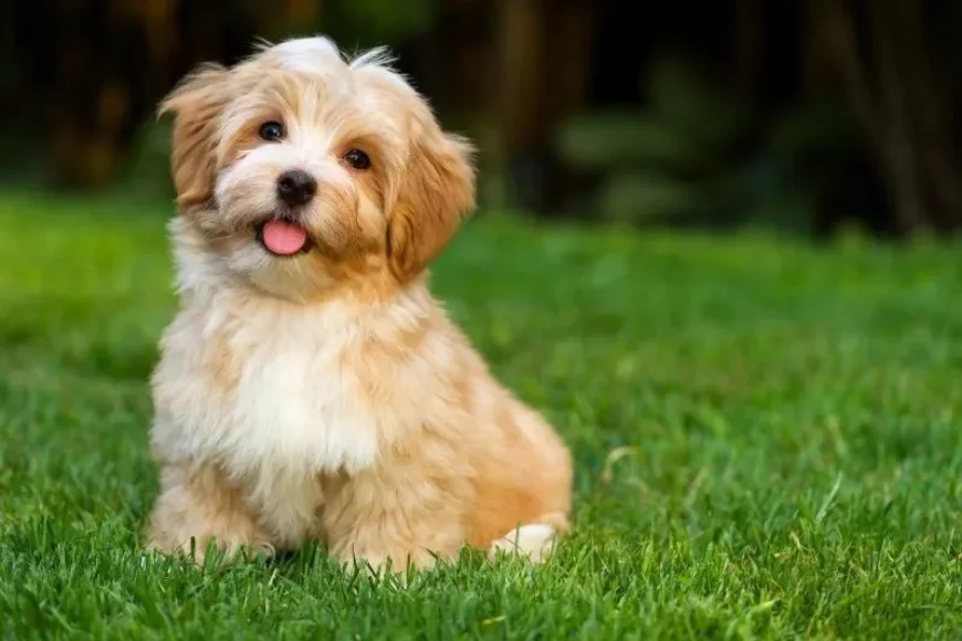 Havanese puppy sitting in grass, available at Keystone Puppies