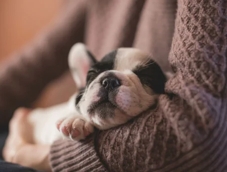 Sleeping Boston Terrier puppy cradled in owner's arms, Keystone Puppies