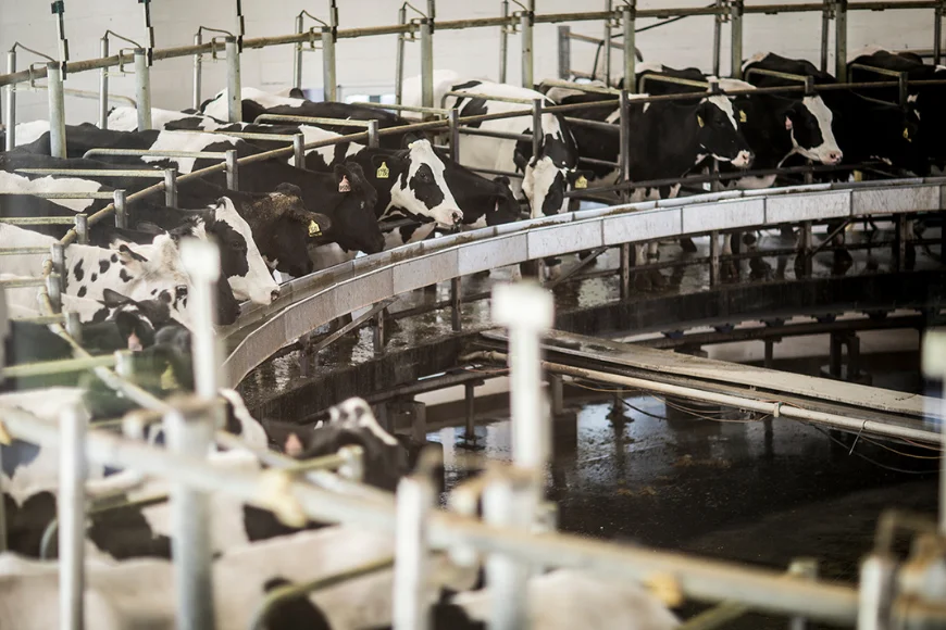 Cows on a rotary milking carousel at Kreider Farms in Lancaster PA