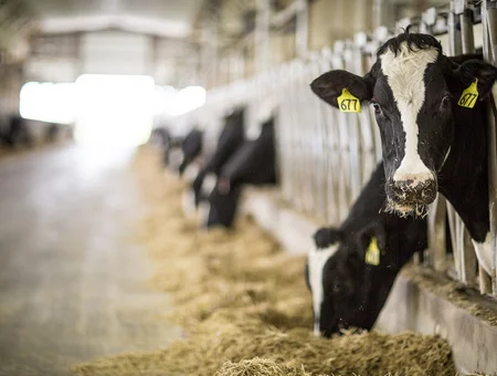 Dairy cows with ear tags feeding in barn at Kreider Farms in Lancaster PA