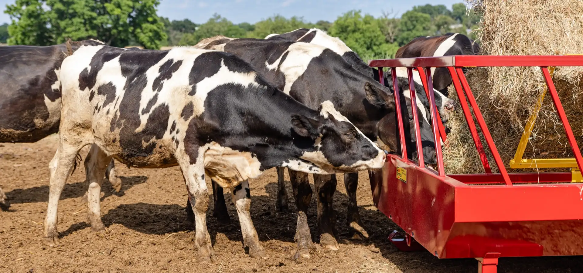 Dairy cows feeding from red hay feeder at FarmCo commercial farm in Lancaster PA