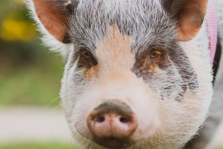 Close up of pig face with pink ears at Pack House Cottage farm stay in Lancaster PA