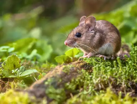Field mouse standing on moss covered wood for Akita Pest Control in Lancaster PA