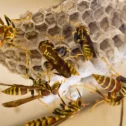 Wasp nest infestation requiring pest control treatment in Lancaster County PA