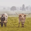 Longhorn cattle grazing on a foggy pasture at Kreider Farms in suburban Lancaster, PA, with farm buildings visible in the misty background