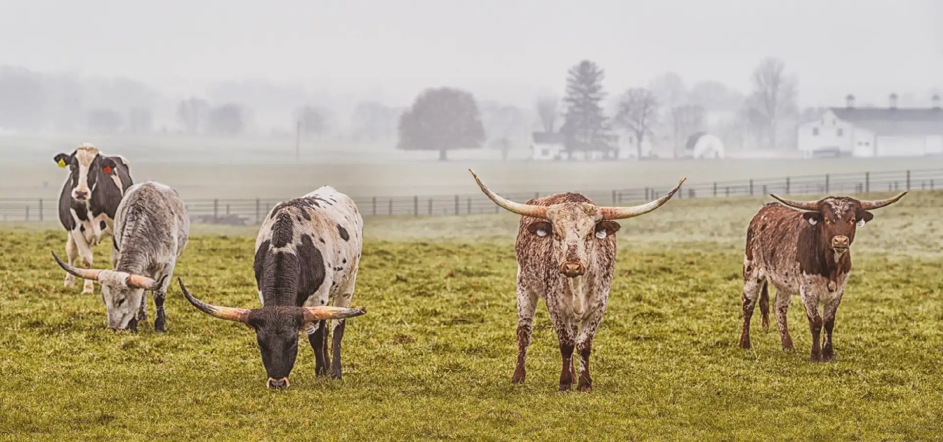 Longhorn cattle grazing on a foggy pasture at Kreider Farms in suburban Lancaster, PA, with farm buildings visible in the misty background