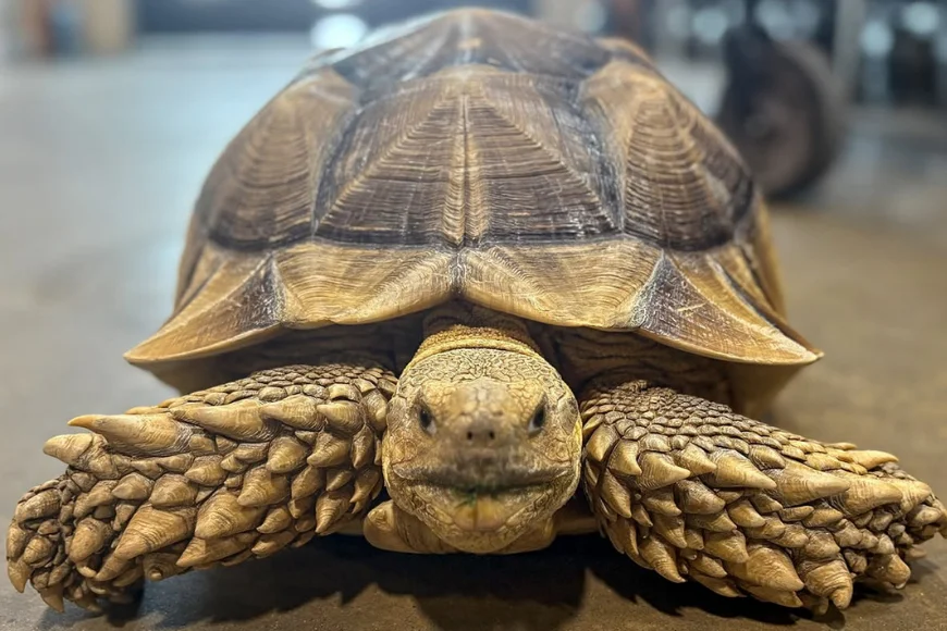 Giant tortoise close-up on store floor, That Fish Place That Pet Place Lancaster PA