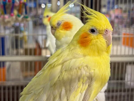 Cockatiels perched near cage at pet store, That Fish Place That Pet Place Lancaster PA