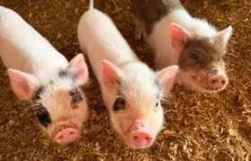 Piglet Cuddling Tour at Old Windmill Farm - Ronks,PA