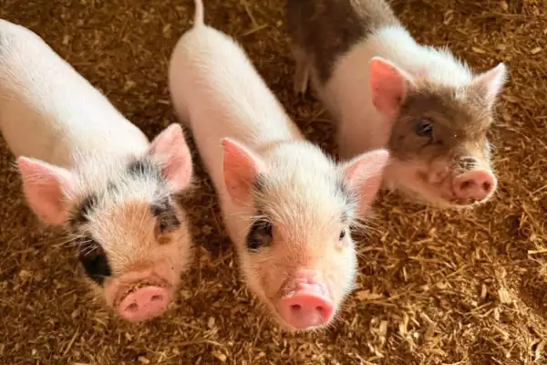 Piglet Cuddling Tour at Old Windmill Farm - Ronks,PA