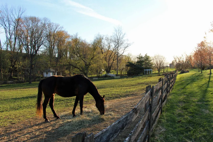 Horse grazing in pasture at Pheasant Run Farm Bed and Breakfast in Lancaster, Pennsylvania