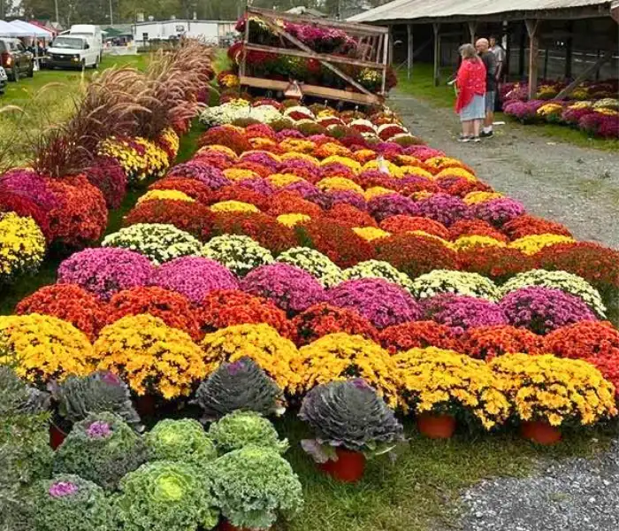 Mums for sale at Green Dragon Farmers Market & Auction in Ephrata, PA
