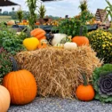 Fox Meadows Creamery Pumpkin Patch in Ephrata, PA