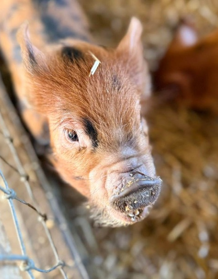 Fall Adventures for Teens at Old Windmill Farm